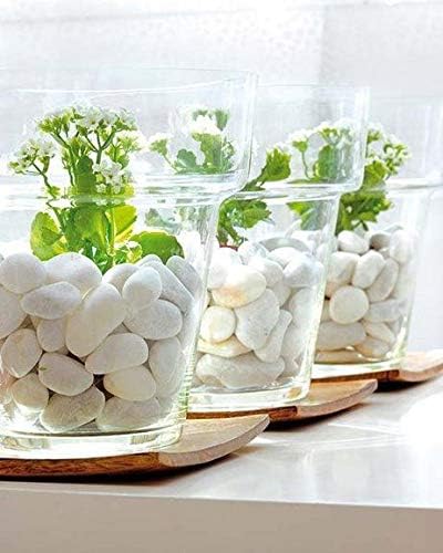 Canto Rodado Blanco Especial 10-20 mm (99 %) | Piedra Decorativa para Jardín y Macetas