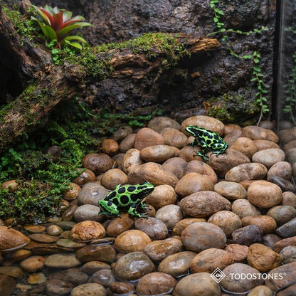 Piedra Río Colores | 40/60 mm Decorativa Multicolor para Jardín, estanques y Macetas